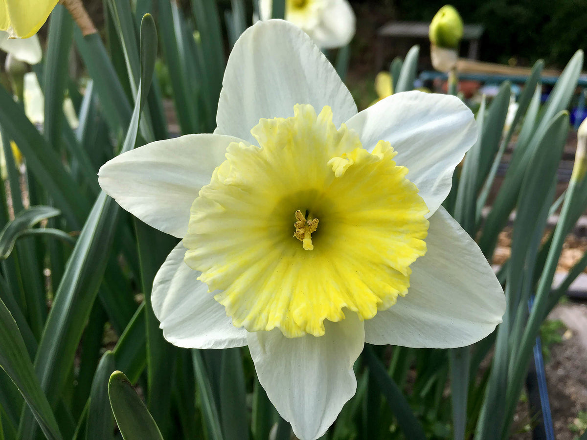 Daffodil Bulbs - Cold Winter Mix