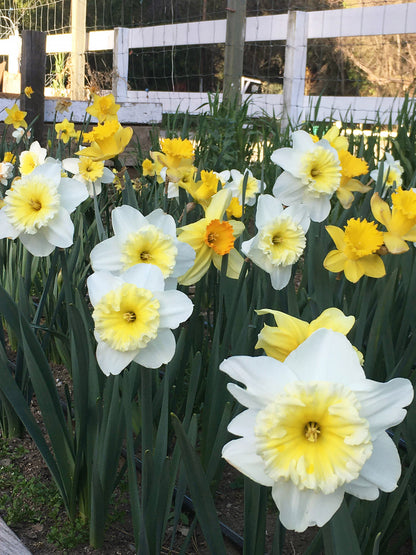 Daffodil Bulbs - Cold Winter Mix