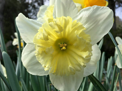 Daffodil Bulbs - Cold Winter Mix