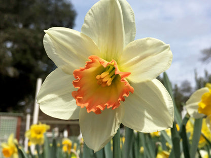 Daffodil Bulbs - Mild Winter Mix