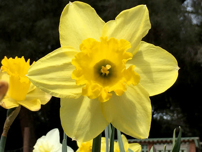 Daffodil Bulbs - Mild Winter Mix