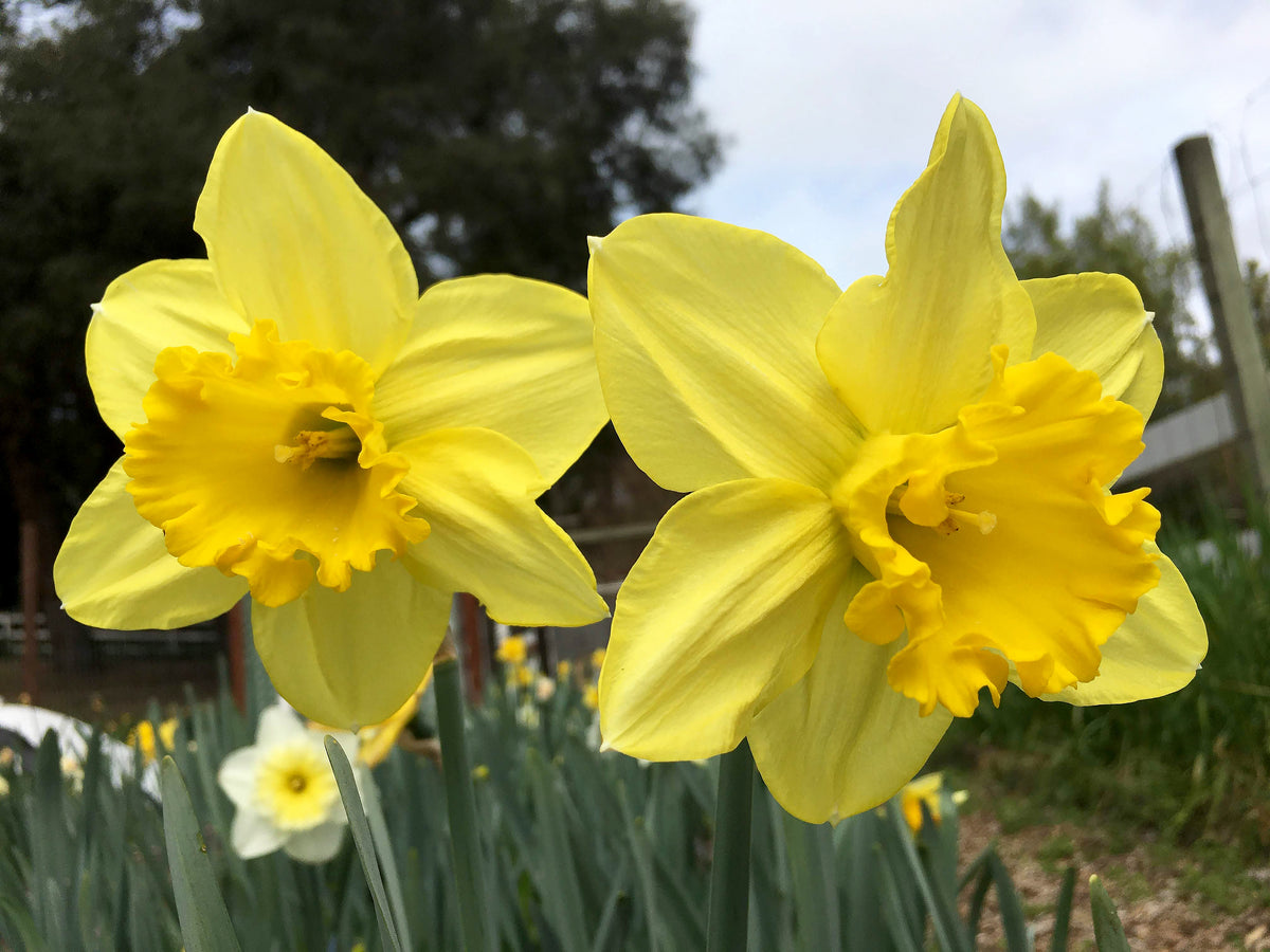 Daffodil Bulbs - Mild Winter Mix