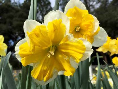 Daffodil Bulbs - Mild Winter Mix