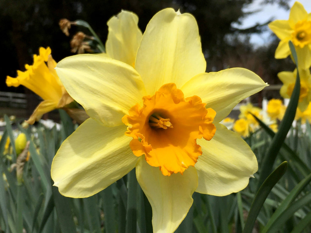 Daffodil Bulbs - Mild Winter Mix