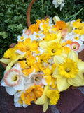 Daffodil Bulbs - Mild Winter Mix