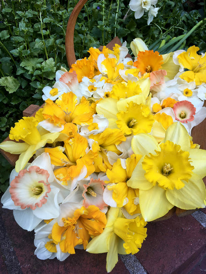 Daffodil Bulbs - Mild Winter Mix