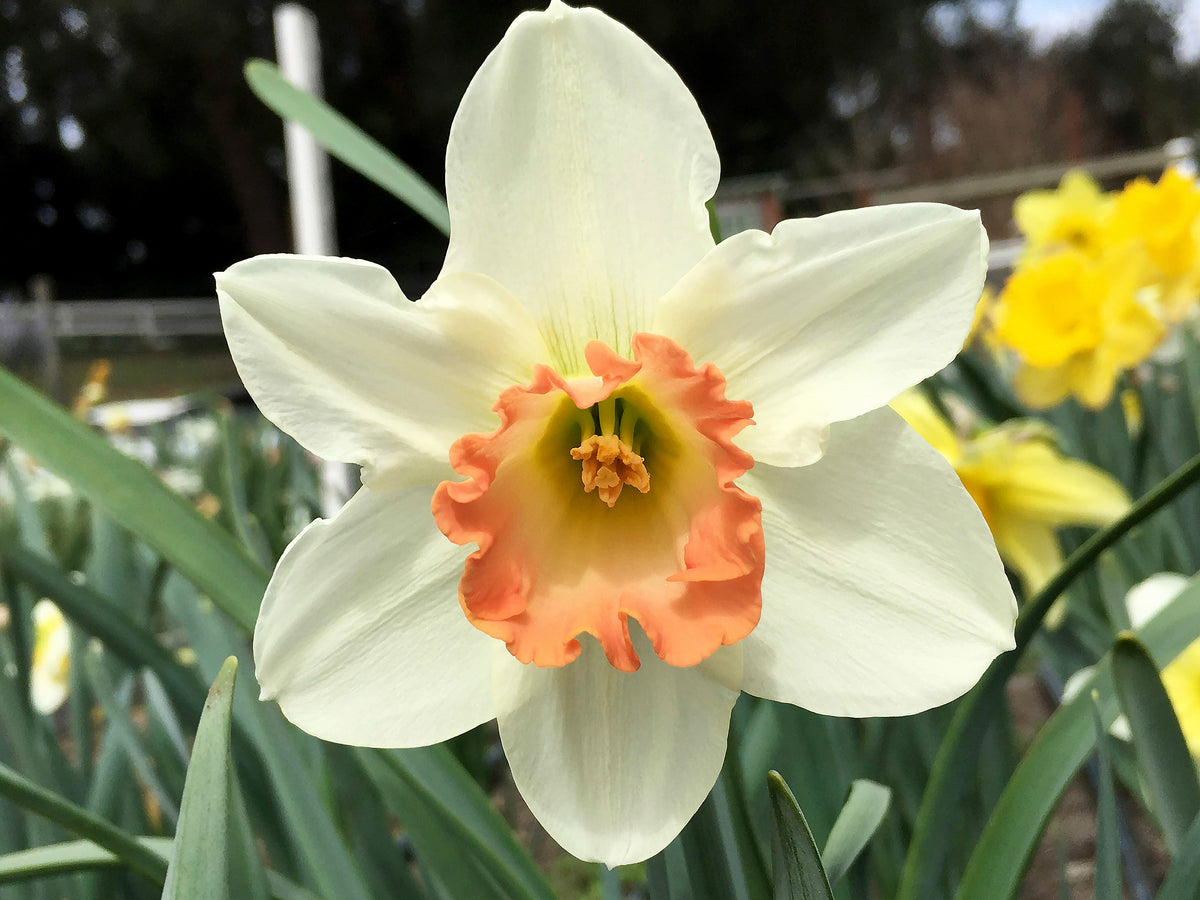 Daffodil Bulbs - Mild Winter Mix