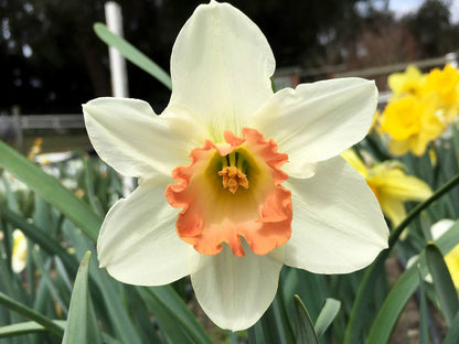 Daffodil Bulbs - Mild Winter Mix