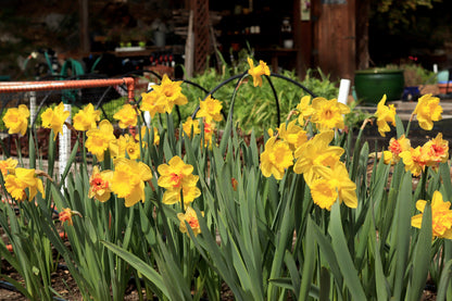 Daffodil Bulbs - Golden Hour Mix
