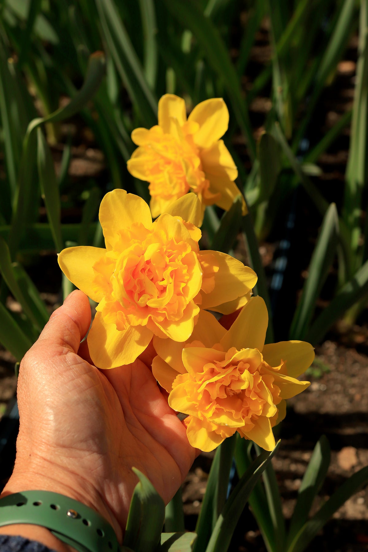 Daffodil Bulbs - Golden Hour Mix