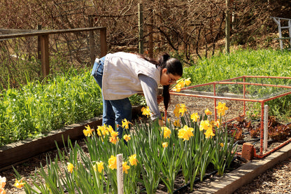Daffodil Bulbs - Golden Hour Mix