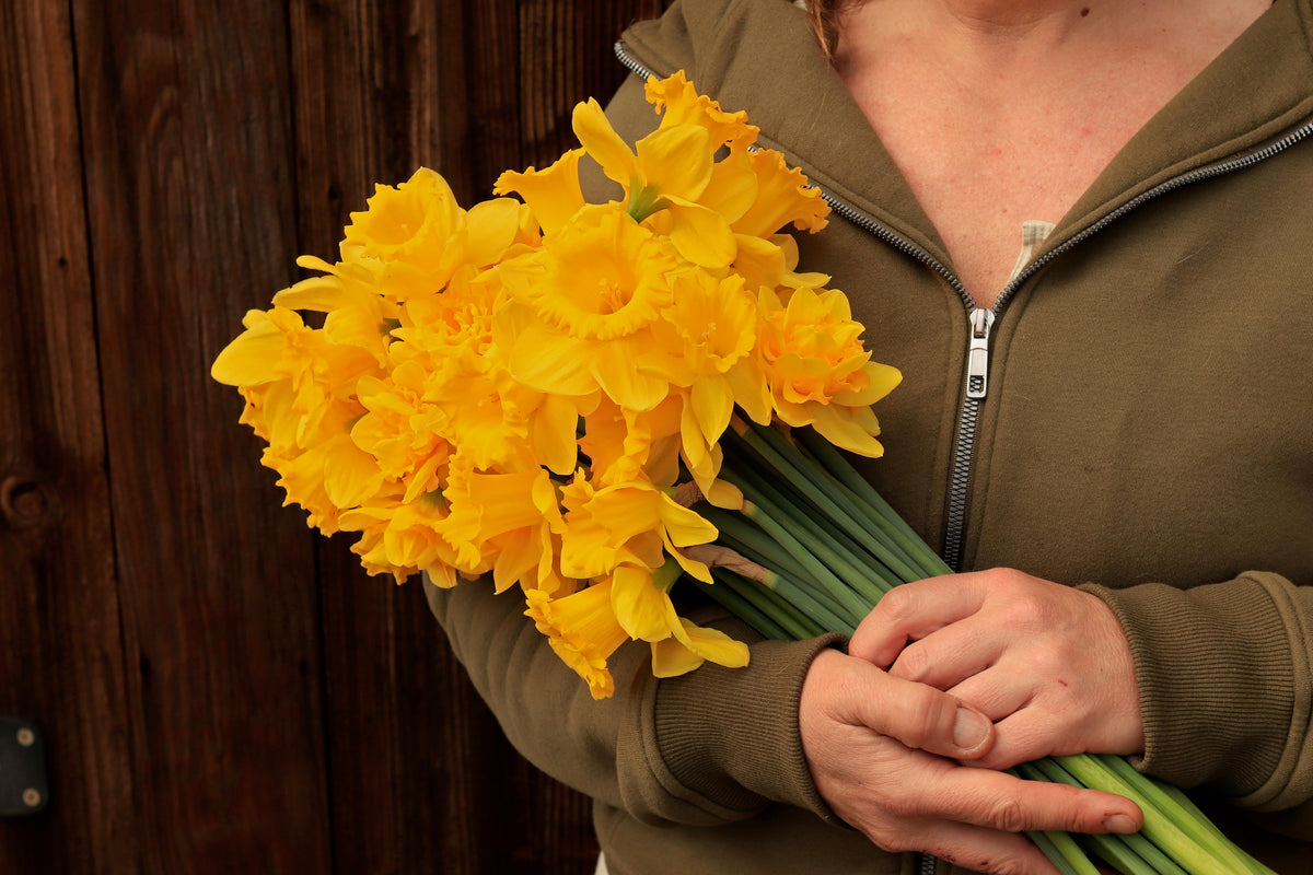 Daffodil Bulbs - Golden Hour Mix