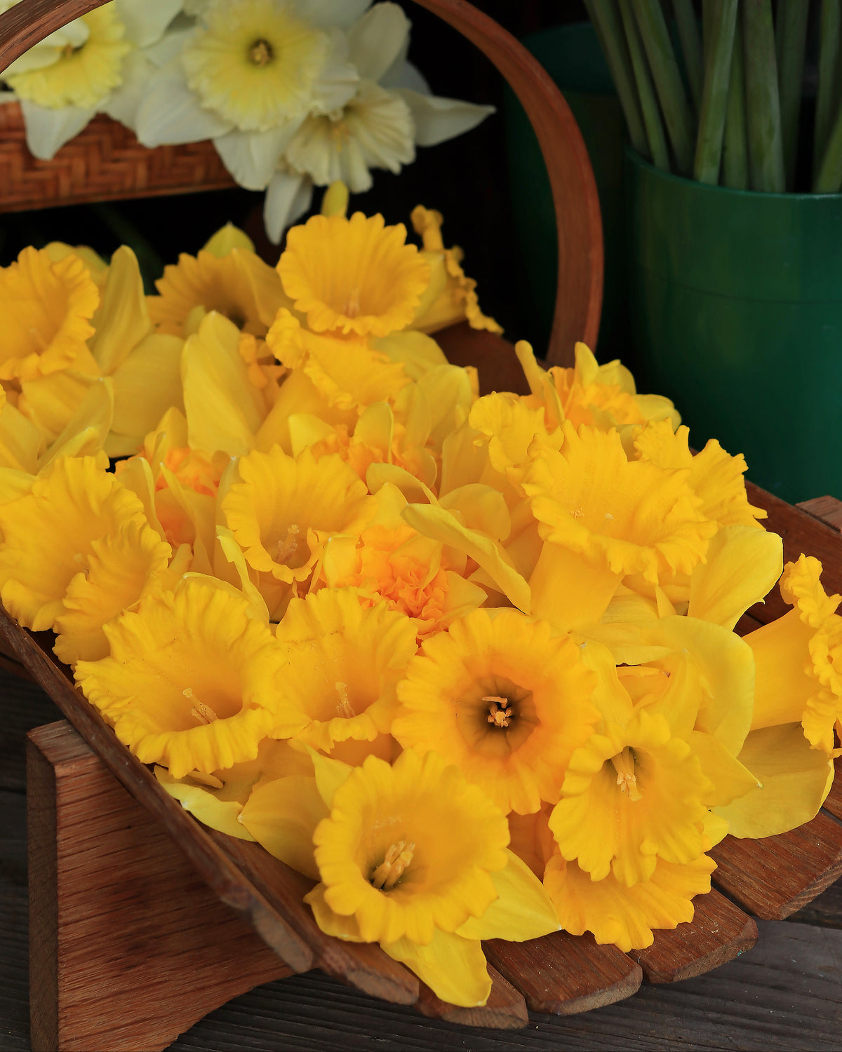 Daffodil Bulbs - Golden Hour Mix