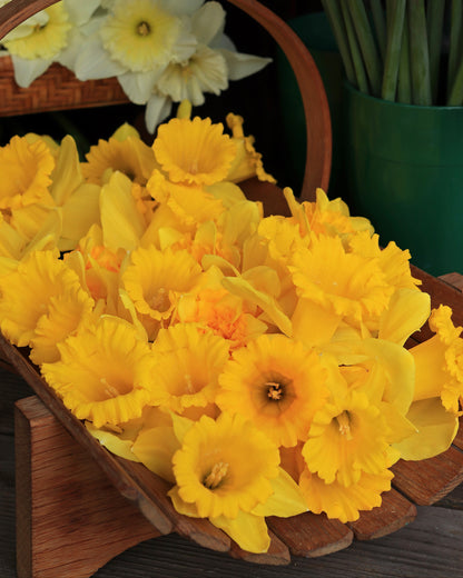 Daffodil Bulbs - Golden Hour Mix