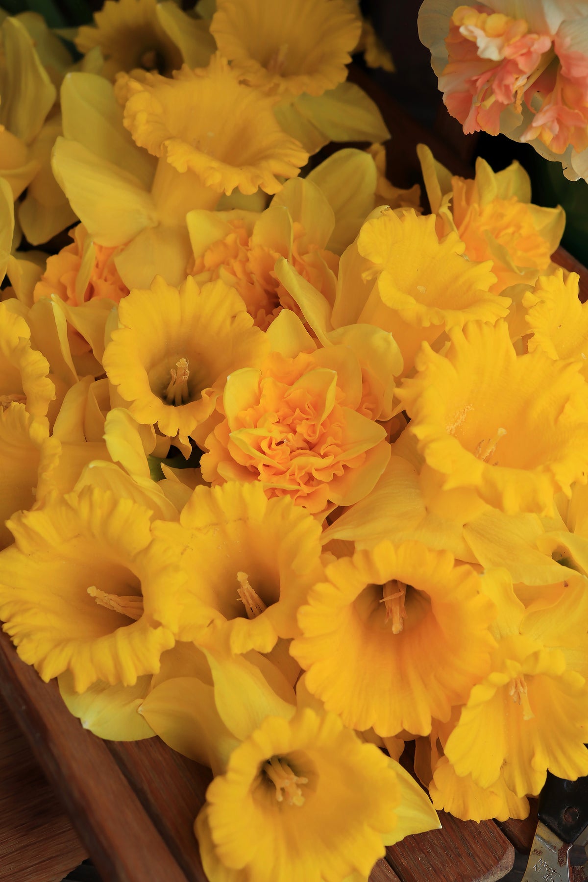 Daffodil Bulbs - Golden Hour Mix