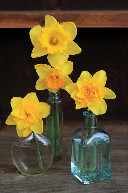 Daffodil Bulbs - Golden Hour Mix