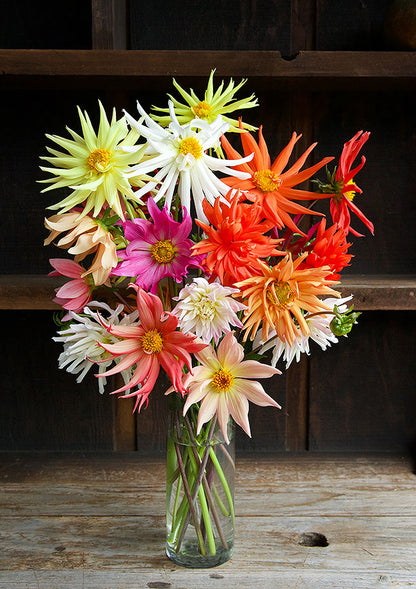Pollinator Dahlias - Summer Fireworks