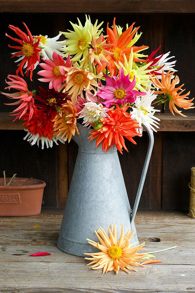 Pollinator Dahlias - Summer Fireworks