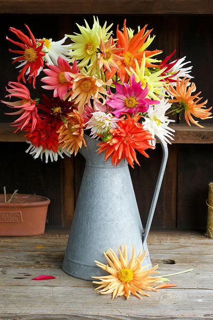 Pollinator Dahlias - Summer Fireworks