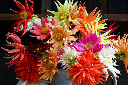 Pollinator Dahlias - Summer Fireworks