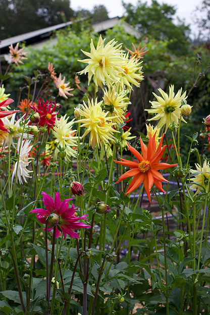 Pollinator Dahlias - Summer Fireworks