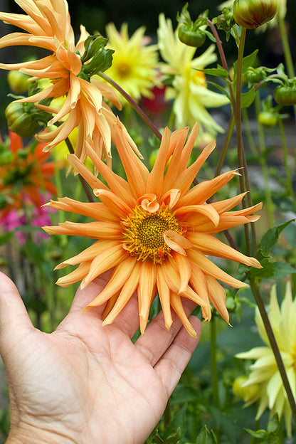 Pollinator Dahlias - Summer Fireworks