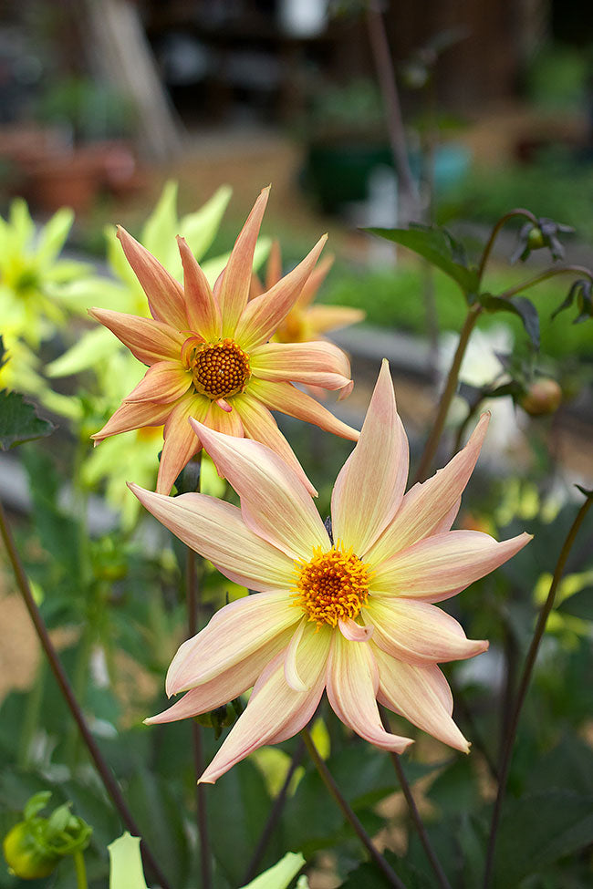 Pollinator Dahlias - Summer Fireworks