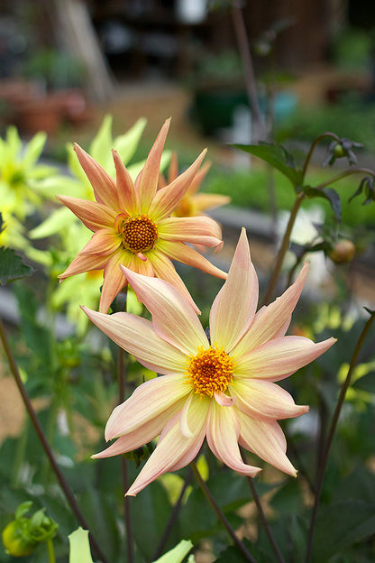 Pollinator Dahlias - Summer Fireworks