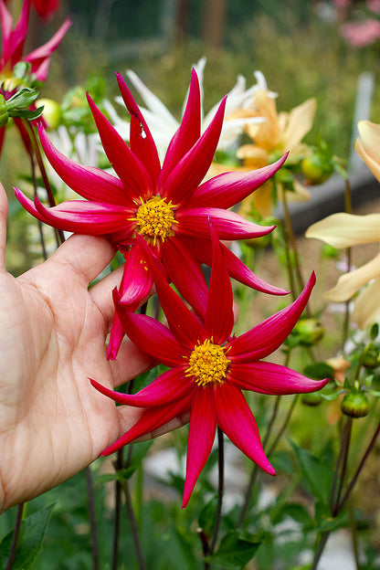 Pollinator Dahlias - Summer Fireworks