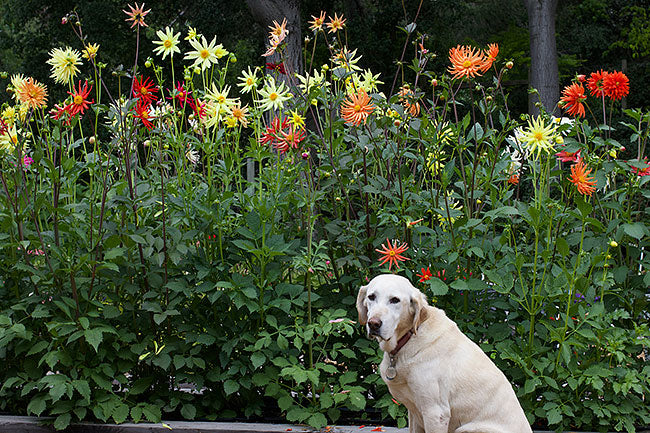 Pollinator Dahlias - Summer Fireworks