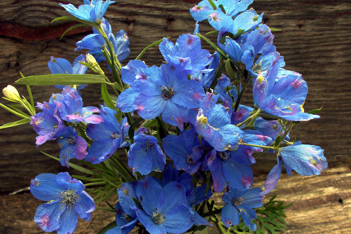 Chinese Delphiniums - Blue Mirror