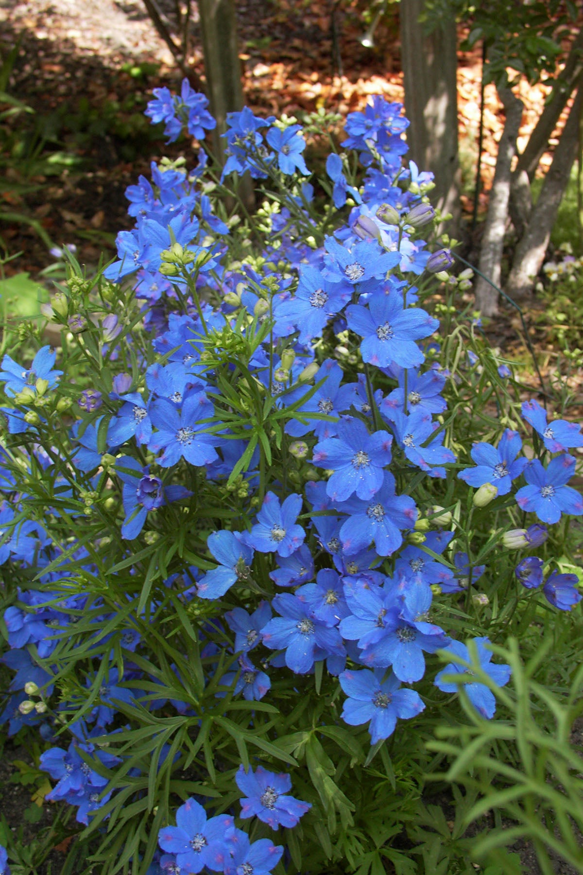 Chinese Delphiniums - Blue Mirror