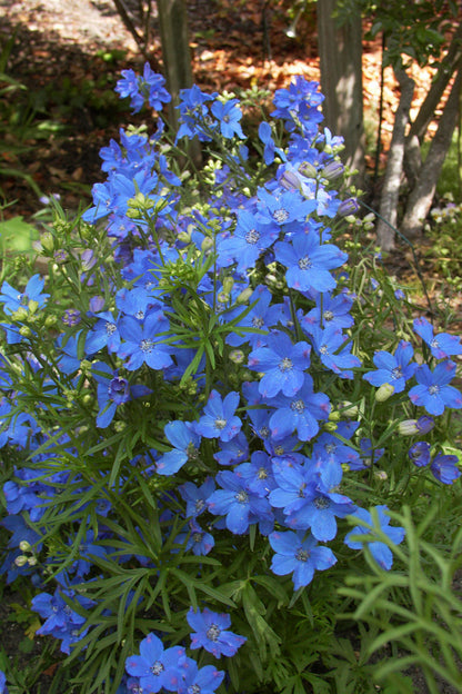 Chinese Delphiniums - Blue Mirror