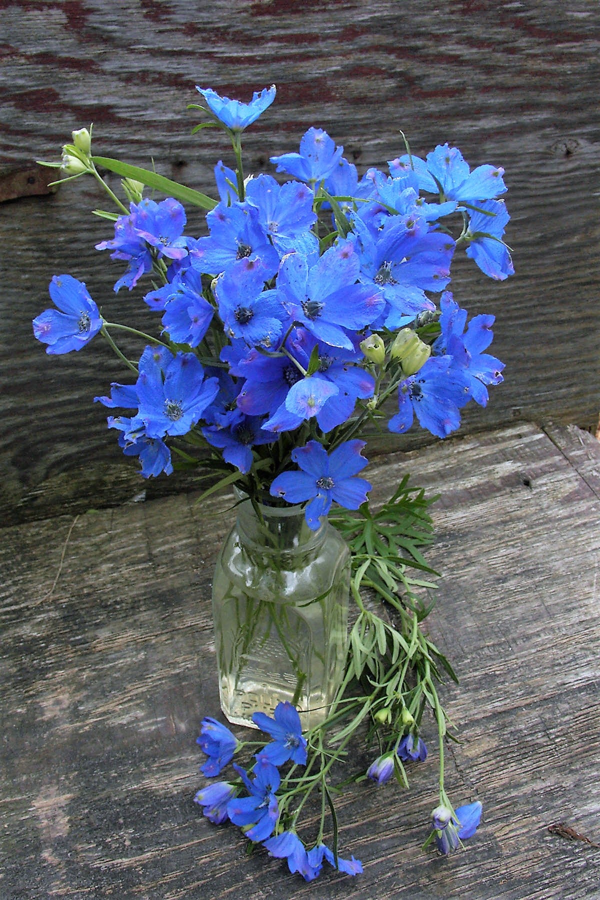 Chinese Delphiniums - Blue Mirror