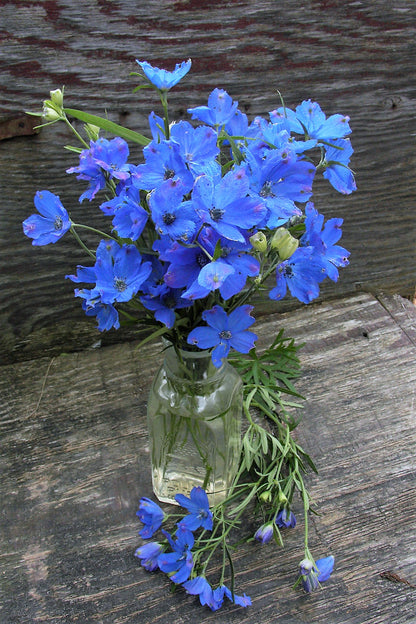 Chinese Delphiniums - Blue Mirror