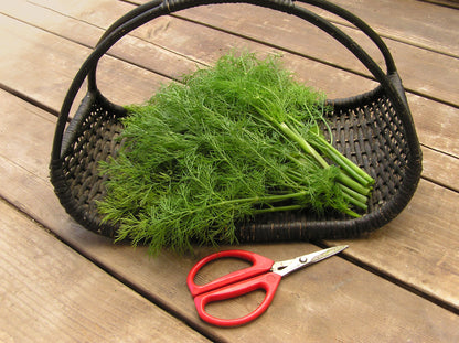 Kitchen Herbs - Dukat Leafy Dill