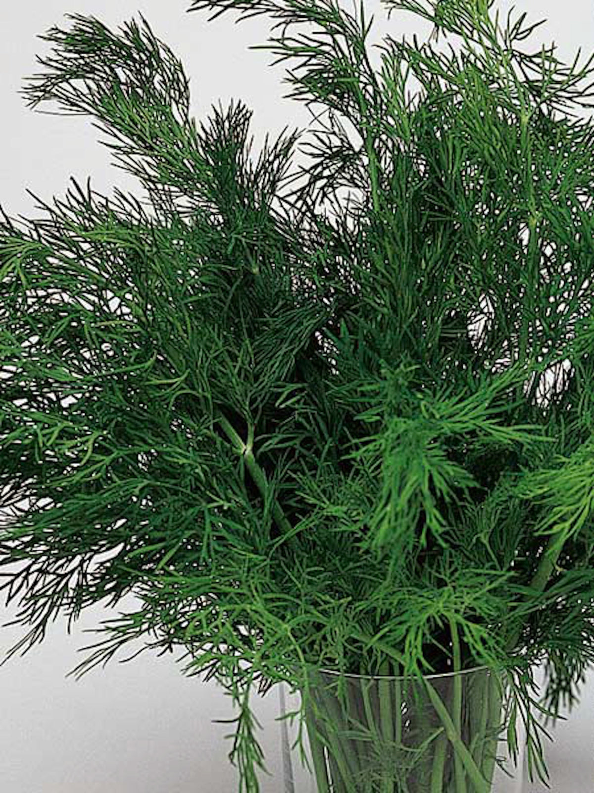 Kitchen Herbs - Dukat Leafy Dill