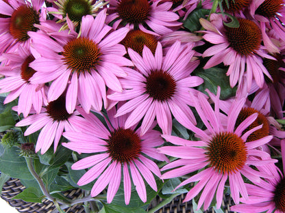 Butterfly Flowers - Starlight Echinacea