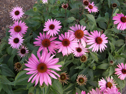 Butterfly Flowers - Starlight Echinacea