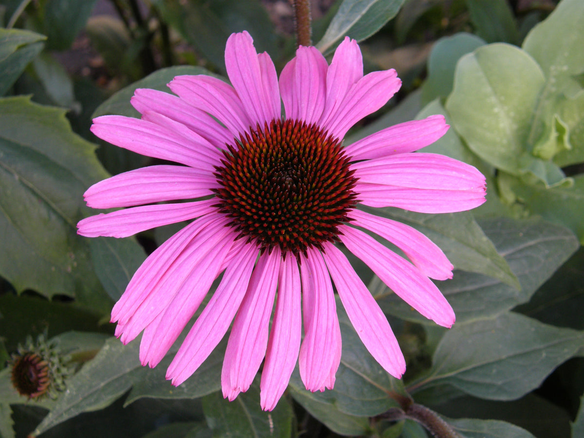 Butterfly Flowers - Starlight Echinacea