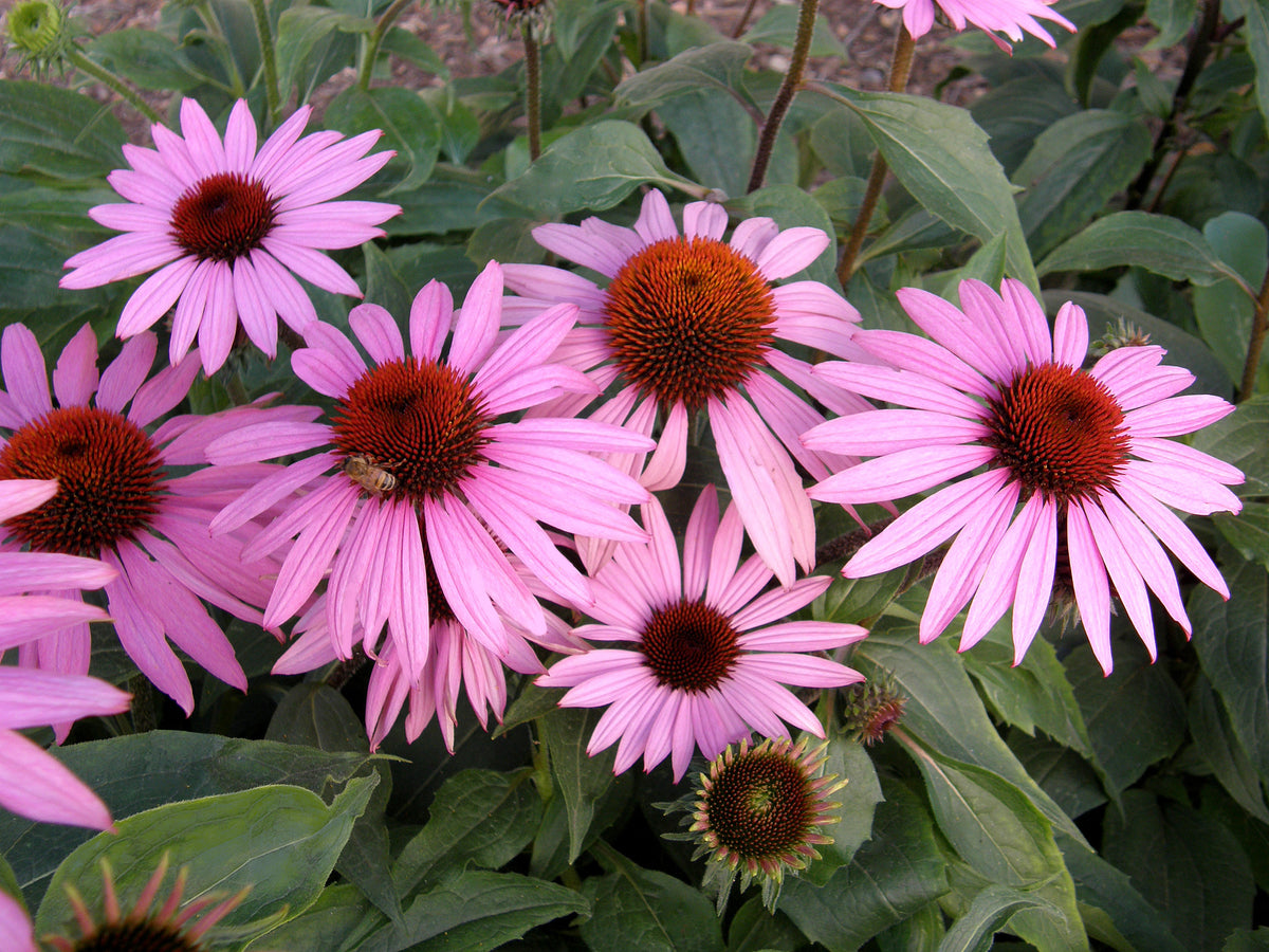 Butterfly Flowers - Starlight Echinacea
