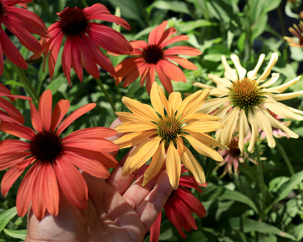 Echinacea - Sunset Gems Mix