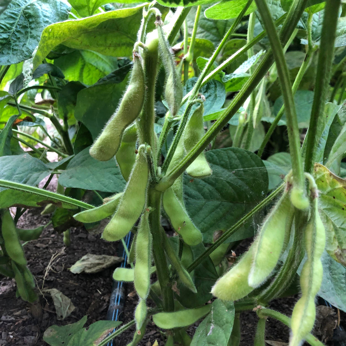 Fresh Soy Beans - Edamame