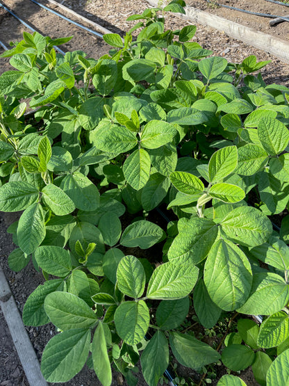 Fresh Soy Beans - Edamame