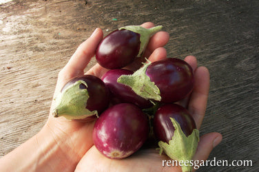 Container Eggplant - Little Prince