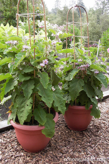 Container Eggplant - Little Prince