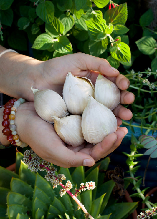 Seed Garlic - Elephant Garlic