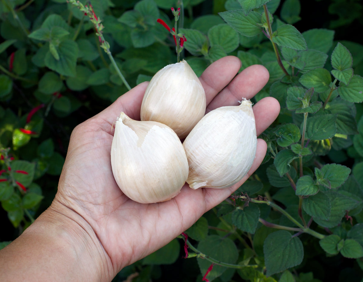 Seed Garlic - Elephant Garlic