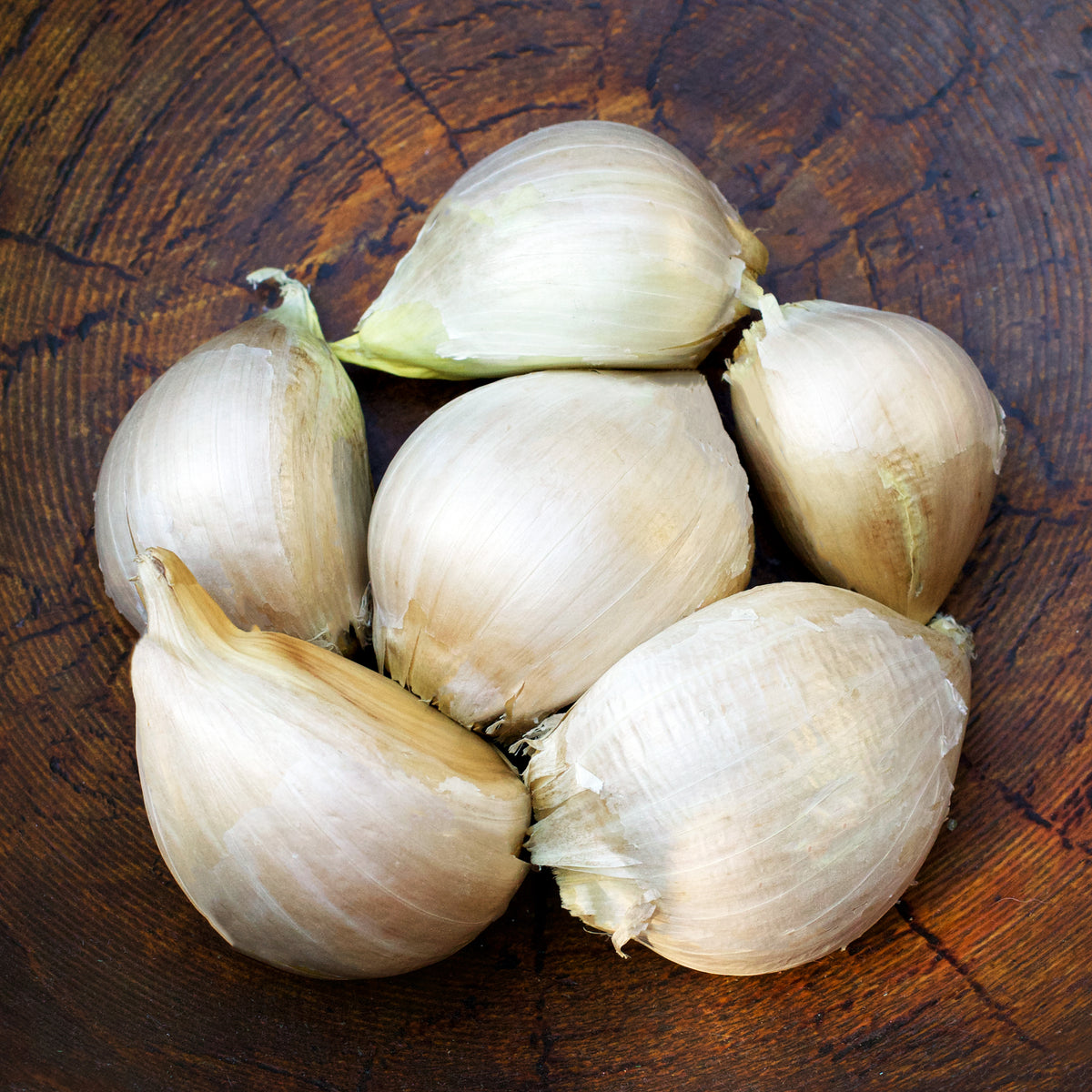 Seed Garlic - Elephant Garlic