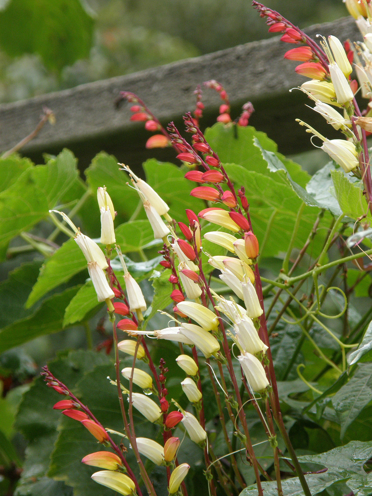 Heirloom Mina Lobata - Exotic Love Vine